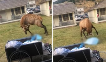 大型の鹿ワピチがその大きな角で突く!長い足で思いっきり蹴る!壮絶なバトルを繰り広げる相手とは!!