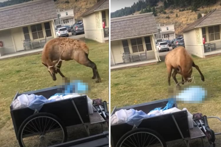 大型の鹿ワピチがその大きな角で突く！長い足で思いっきり蹴る！壮絶なバトルを繰り広げる相手とは！！