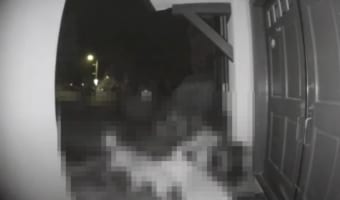 夜中に玄関がやたらと騒がしいと思ったら・・・。なんと『ある肉食動物』が玄関で追いかけっこをしていました！！