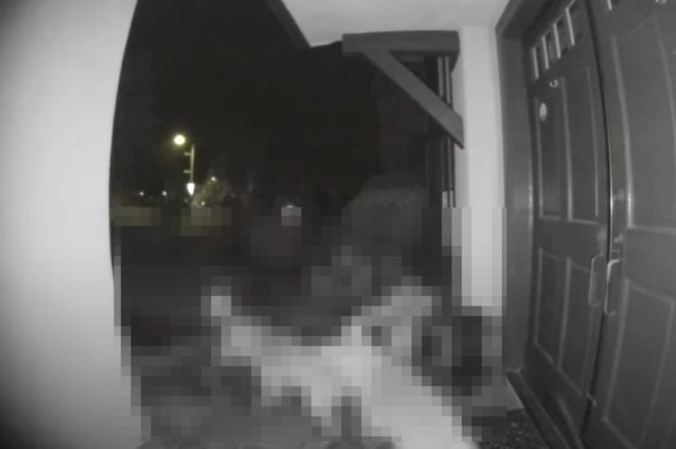 夜中に玄関がやたらと騒がしいと思ったら・・・。なんと『ある肉食動物』が玄関で追いかけっこをしていました！！