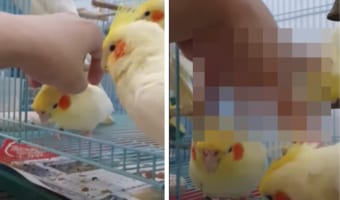 ナデナデして~と頭を寄せてきた3羽のオカメインコ。かわいいけど同時に撫でるのはちょっと手がしんどいかも・・・。