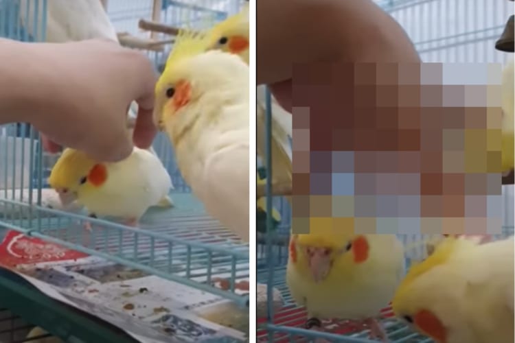 ナデナデして～と頭を寄せてきた3羽のオカメインコ。かわいいけど同時に撫でるのはちょっと手がしんどいかも・・・。