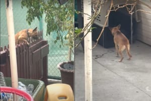 こっそりお家から抜け出していた愛犬。帰って来る時にフェンスの音を盛大に鳴らしたせいでヤンチャがバレてしまい・・・