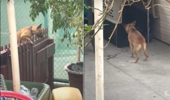 こっそりお家から抜け出していた愛犬。帰って来る時にフェンスの音を盛大に鳴らしたせいでヤンチャがバレてしまい・・・