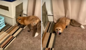 「ビックリしたなあ、もう!」ケージに戻ろうとしていたキツネ。後ろからやって来た飼い主さんに驚いて・・・その場を去ってしまいました