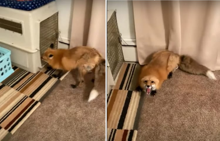 「ビックリしたなあ、もう！」ケージに戻ろうとしていたキツネ。後ろからやって来た飼い主さんに驚いて・・・その場を去ってしまいました