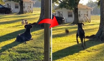 そんなつもりなかったのに・・・。意図せず近所の子犬を怖がらせてしまった切ないグレート・デーン