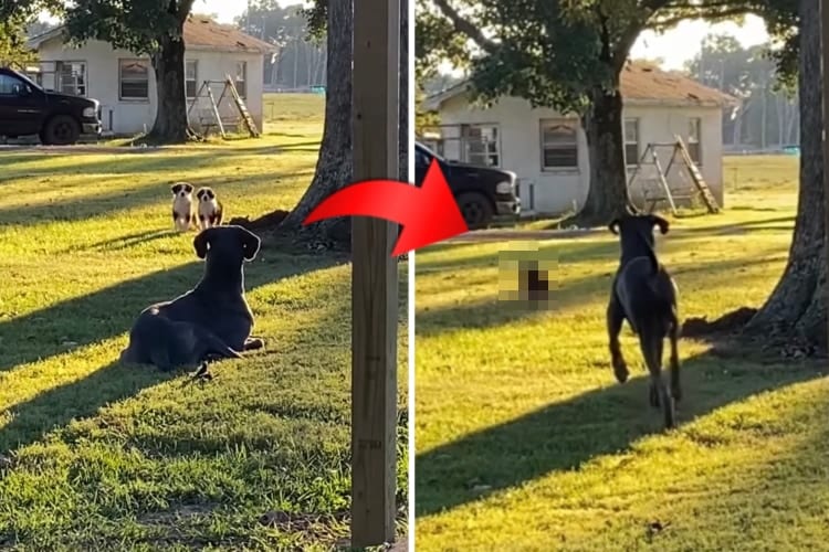 そんなつもりなかったのに・・・。意図せず近所の子犬を怖がらせてしまった切ないグレート・デーン