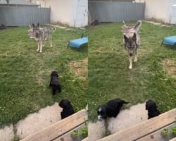 仲良くなれるかな？体の大きなウルフドッグ、初めて会う生まれたばかりの子犬たちに・・・もしかしてタジタジ？