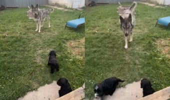 仲良くなれるかな?体の大きなウルフドッグ、初めて会う生まれたばかりの子犬たちに・・・もしかしてタジタジ?