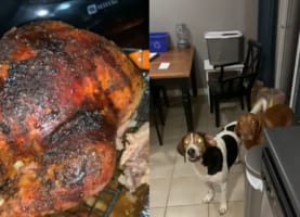 「僕らの分ももちろんあるよね！」明日食べようと七面鳥を焼いて準備していると・・・、愛犬たちがそれぞれ分け前を要求してきました！