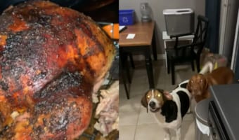 「僕らの分ももちろんあるよね！」明日食べようと七面鳥を焼いて準備していると・・・、愛犬たちがそれぞれ分け前を要求してきました！