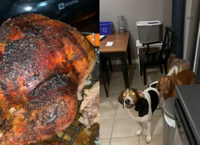 「僕らの分ももちろんあるよね！」明日食べようと七面鳥を焼いて準備していると・・・、愛犬たちがそれぞれ分け前を要求してきました！