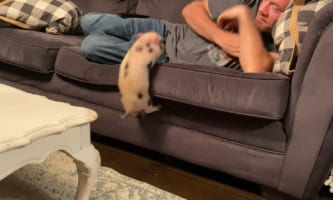 君ってそんな運動神経よかったの？！大好きな飼い主さんと一緒にソファにいるためなら、子ブタちゃんは多少の障害などものともしないのでした