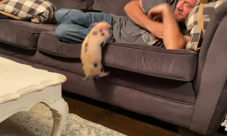 君ってそんな運動神経よかったの？！大好きな飼い主さんと一緒にソファにいるためなら、子ブタちゃんは多少の障害などものともしないのでした