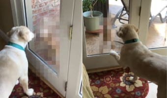 ふらりと姿をあらわし、愛犬に挨拶をしにやって来たかわいいお客様は・・・なんと野生の〇○○でした！！