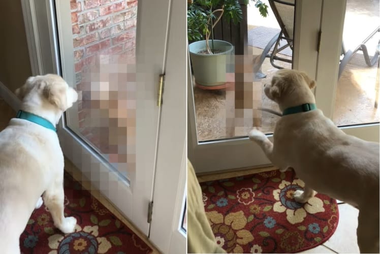 ふらりと姿をあらわし、愛犬に挨拶をしにやって来たかわいいお客様は・・・なんと野生の〇○○でした！！