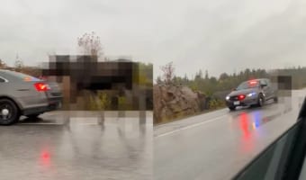道路をゆっくり進むパトカー、なんと野生の○○○○をエスコートしている最中でした!