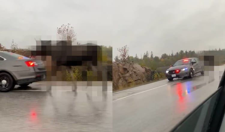 道路をゆっくり進むパトカー、なんと野生の○○○○をエスコートしている最中でした！