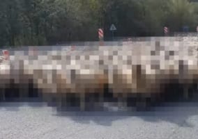 車を走らせていたら、停車させないといけない事態に！なんと道路の向こうから道路いっぱいになって○○○の群れが歩いて来ました！！