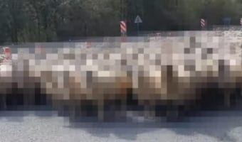 車を走らせていたら、停車させないといけない事態に!なんと道路の向こうから道路いっぱいになって○○○の群れが歩いて来ました!!