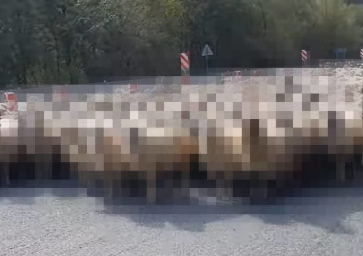 車を走らせていたら、停車させないといけない事態に！なんと道路の向こうから道路いっぱいになって○○○の群れが歩いて来ました！！