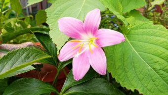 ゼフィランサスとはいつ咲く花？その花言葉は？