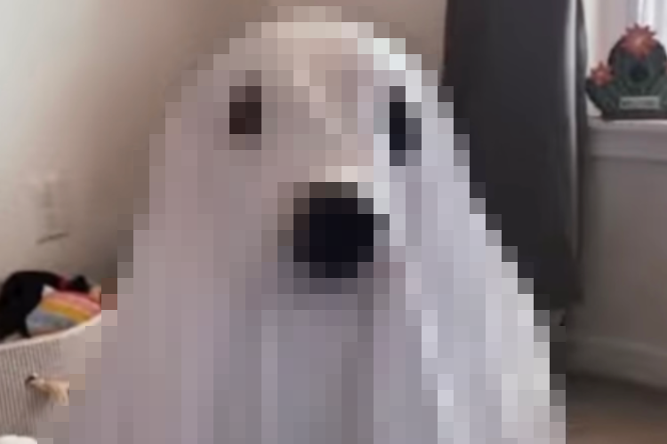 飼い主さん自作のハロウィンコスチュームに身を包むダルメシアン。そのシュールな姿が笑えてくる！