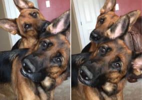 「聞いたことある言葉言わないかな～？」飼い主さんの言葉に愛犬のシェパードたちが反応して、首をひねったり傾げたり