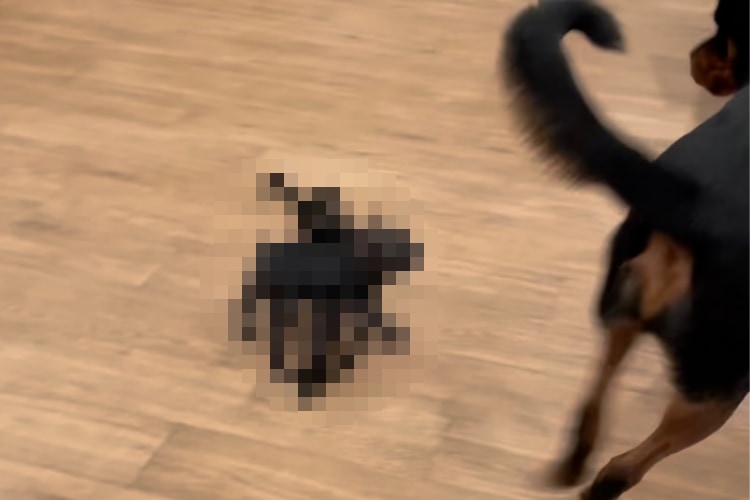 ハロウィンの仮装をした子犬、その姿を見たロットワイラーは慌てふためき必死になって逃げ回るのでした!!