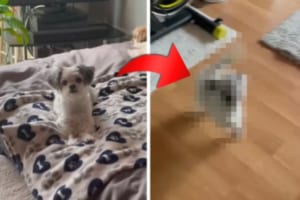 「おやつだ～♪」飼い主さんの奏でる音楽に合わせて、『おやつの舞』を披露するカワイイ愛犬！