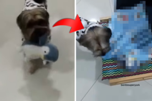 寝る前にする「毎晩のルーティン」を披露したヨークシャー・テリア。その内容がかわいすぎる上に尊い！！