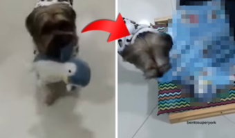 寝る前にする「毎晩のルーティン」を披露したヨークシャー・テリア。その内容がかわいすぎる上に尊い！！