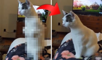 自分がネコだって思い出した?カンガルーポーズからしれっと本来の姿に戻るネコにジワる