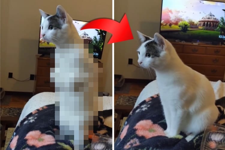 自分がネコだって思い出した？カンガルーポーズからしれっと本来の姿に戻るネコにジワる