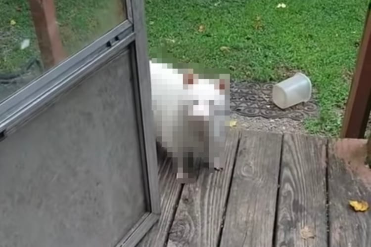 自宅の敷地に住み着いているという全身白いアルビノらしきアライグマ。その姿に「とっても美しい」「尊い存在」の声