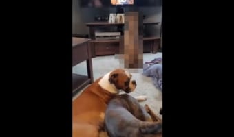 仲間たちが騒ぐカオスな状況。そんな中でもボクサー犬は、テレビ画面に映る自分の姿に目が釘付け!!