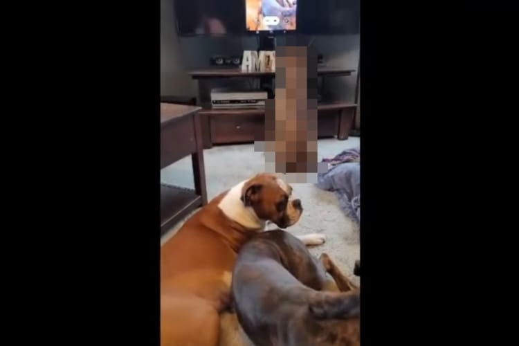 仲間たちが騒ぐカオスな状況。そんな中でもボクサー犬は、テレビ画面に映る自分の姿に目が釘付け！！