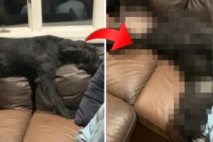 飼い主さんに「寝る時間」だと伝えられたジャイアント・シュナウザ。しかし、起きていたかったのかあの手この手で拒否してきました！