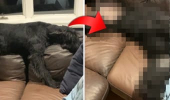 飼い主さんに「寝る時間」だと伝えられたジャイアント・シュナウザ。しかし、起きていたかったのかあの手この手で拒否してきました!