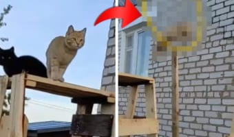 まるでネコ版『SASUKE』!カメラの前でスゴ技を披露する2匹のネコの姿が超カッコイイ!