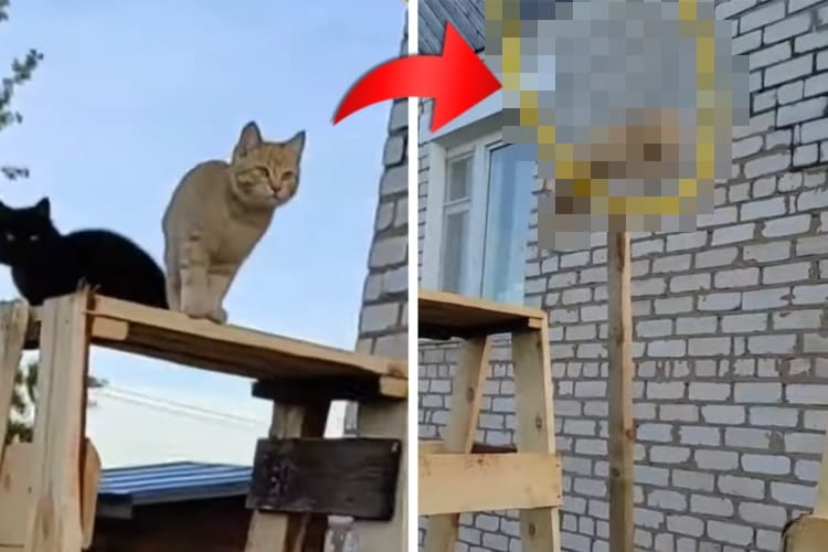 まるでネコ版『SASUKE』！カメラの前でスゴ技を披露する2匹のネコの姿が超カッコイイ！