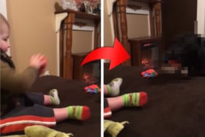 赤ちゃんのボール遊びに付き合ってあげる優しい愛犬。その姿が仲良しきょうだいのようで癒される！