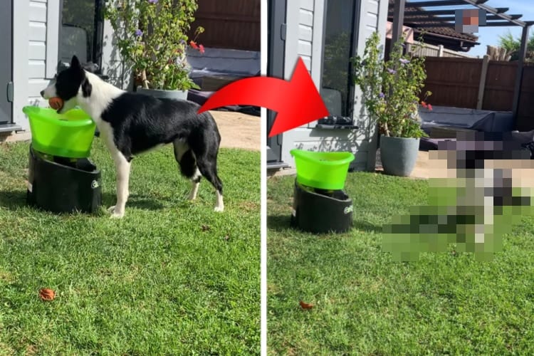 これは賢いし楽しそう！ボールを投擲してくれるキャッチボールマシンで、『セルフボール拾い遊び』をするボーダーコリー！