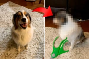 飼い主さんにイタズラの証拠を目の前に突き付けられたオージー。その後は必死で顔をそらして目も合わせてくれなくなりました