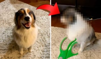 飼い主さんにイタズラの証拠を目の前に突き付けられたオージー。その後は必死で顔をそらして目も合わせてくれなくなりました