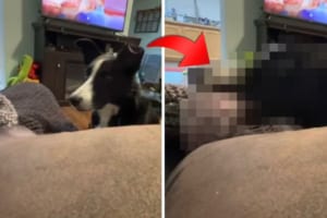 編み物をしていた飼い主さんの毛糸玉が床に落ちちゃった！それに気付いた愛犬が優しい行動に出ました！