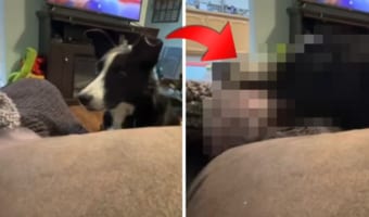 編み物をしていた飼い主さんの毛糸玉が床に落ちちゃった!それに気付いた愛犬が優しい行動に出ました!