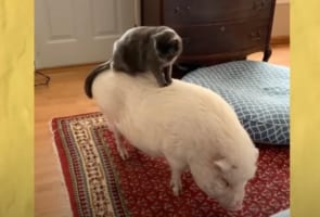 保護された子猫は、体の大きなブタのお姉ちゃんの背中に乗って遊んだり、一緒に過ごすのが大好きなのです！！