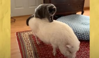 保護された子猫は、体の大きなブタのお姉ちゃんの背中に乗って遊んだり、一緒に過ごすのが大好きなのです！！
